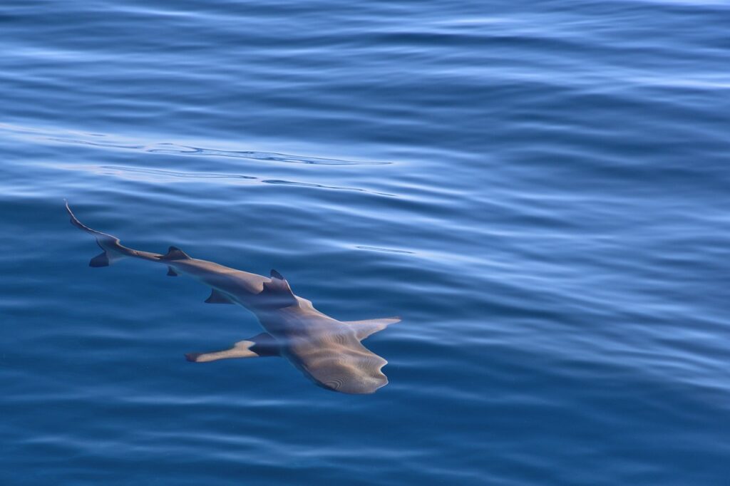 moorea requins voir les requins