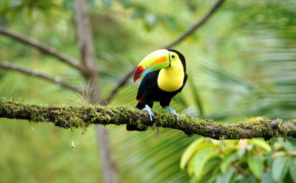 Toucan dans les arbres au Costa Rica – faune et biodiversité en Amérique centrale - Voyage à la découverte de la faune et la flore
