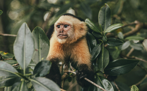 panama ou Costa Rica : faune singe panama jungle nature découverte voyage sur mesure