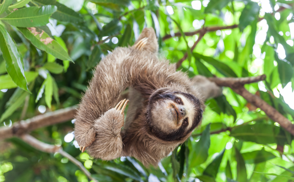 voyage au panama animaux paresseux sur un arbre voyage sur mesure