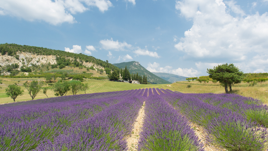 Que faire dans la Drôme - Champs de lavande en fleur en juin et juillet